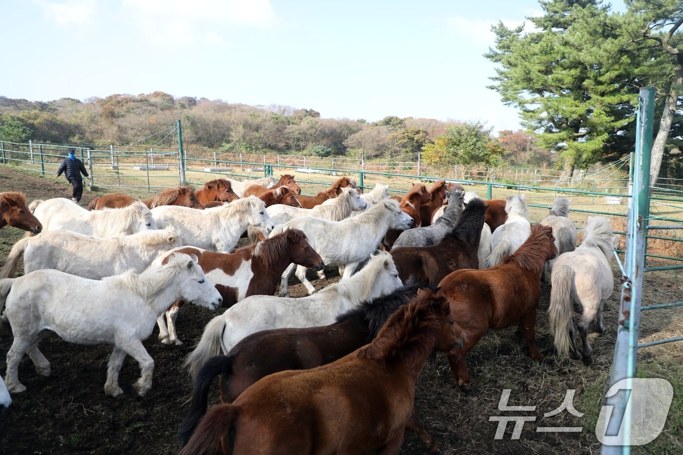 본문 이미지 - 6일 오전 산간도로인 제주시 5·16도로변 마 방목지에서 '말테우리'들이 소리를 치거나 손뼉을 치며 천연기념물인 '제주마'를 몰고 있다. 제주축산연구원은 해마다 봄에는 이곳에서, 겨울철에는 해발 고도가 낮은 방목지로 옮겨 관리하고 있다. 2025.11.6/뉴스1 ⓒ News1 고동명 기자