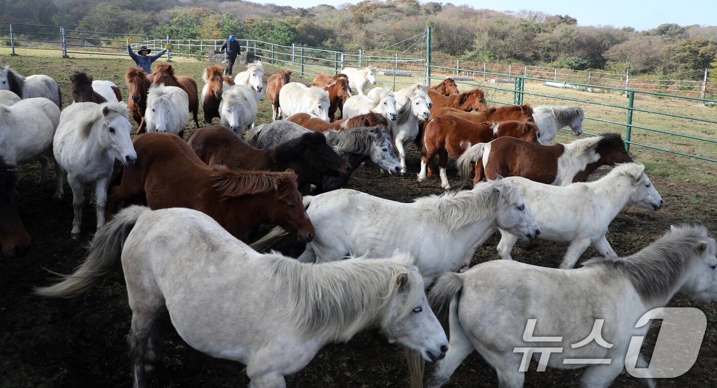 본문 이미지 - 6일 오전 산간도로인 제주시 5·16도로변 마 방목지에서 '말테우리'들이 소리를 치거나 손뼉을 치며 천연기념물인 '제주마'를 몰고 있다.  2025.11.6/뉴스1 ⓒ News1 고동명 기자
