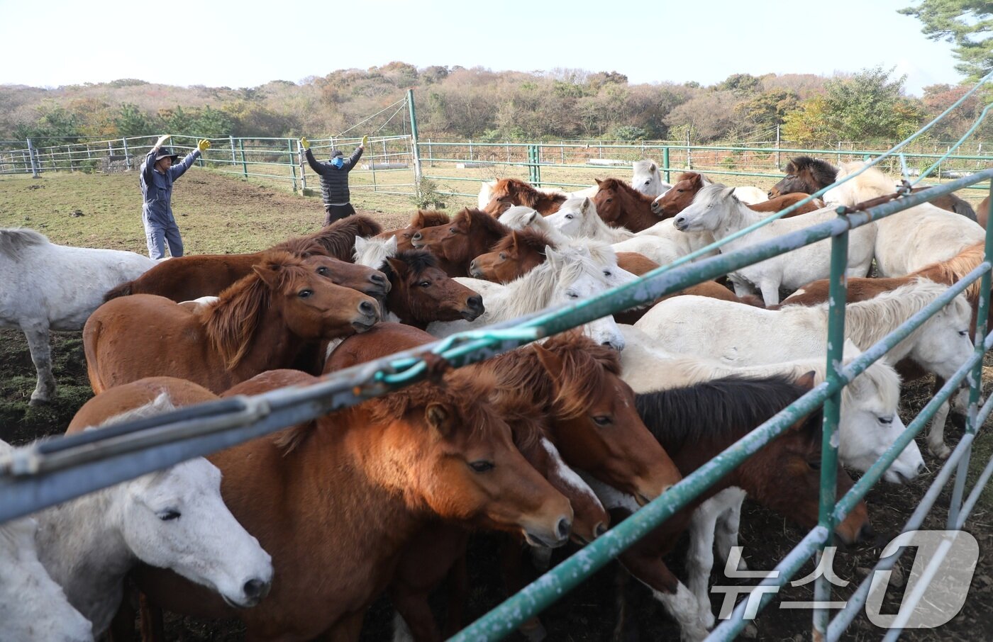 본문 이미지 - 6일 오전 산간도로인 제주시 5·16도로변 마 방목지에서 '말테우리'들이 소리를 치거나 손뼉을 치며 천연기념물인 '제주마'를 몰고 있다.  2025.11.6/뉴스1 ⓒ News1 고동명 기자