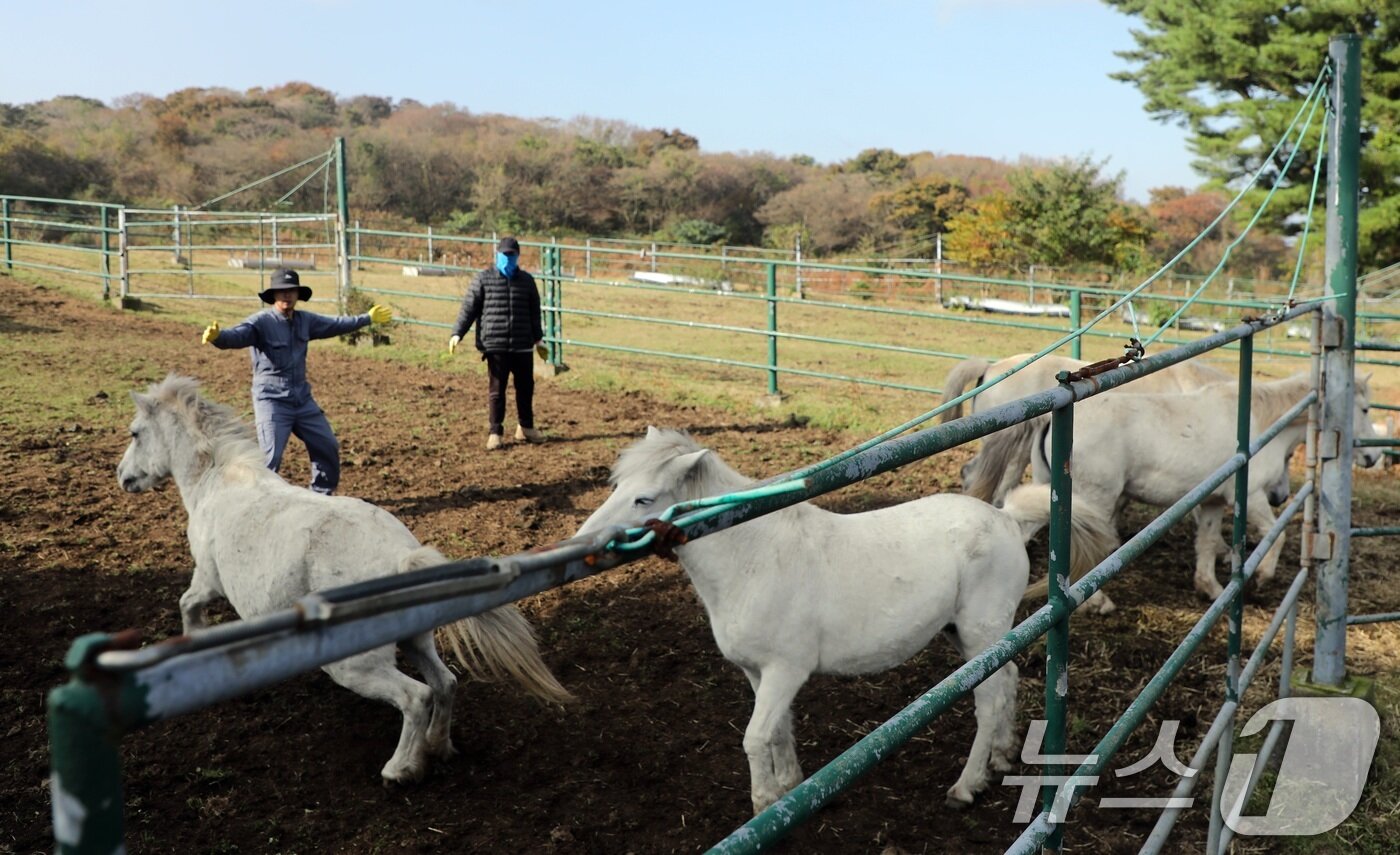 본문 이미지 - 6일 오전 산간도로인 제주시 5·16도로변 마 방목지에서 '말테우리'들이 소리를 치거나 손뼉을 치며 천연기념물인 '제주마'를 몰고 있다.   2025.11.6/뉴스1 ⓒ News1 고동명 기자