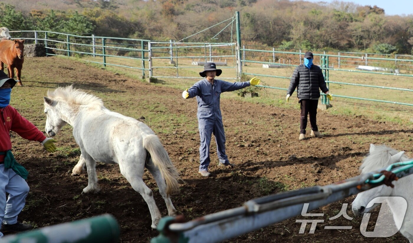 본문 이미지 - 6일 오전 산간도로인 제주시 5·16도로변 마 방목지에서 '말테우리'들이 소리를 치거나 손뼉을 치며 천연기념물인 '제주마'를 몰고 있다.  2025.11.6/뉴스1 ⓒ News1 고동명 기자