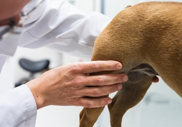 "슬개골 수술 후 재발, 절망 마세요"…재수술로 새 삶 찾은 반려견