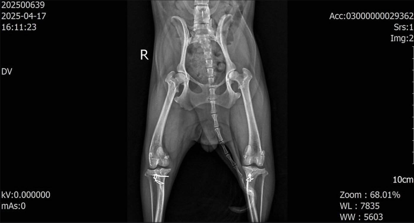 본문 이미지 - 슬개골탈구 수술을 받았지만 재탈구와 활차구 변형, 근육량 감소가 동반된 반려견의 엑스레이 사진(월드펫동물메디컬센터 제공) ⓒ 뉴스1