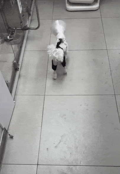 본문 이미지 - 슬개골탈구 재수술 4일차에 찍은 보행 영상(월드펫동물메디컬센터 제공) ⓒ 뉴스1