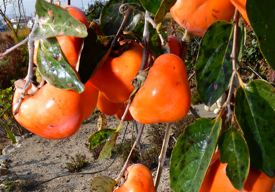 감나무와 미소토우