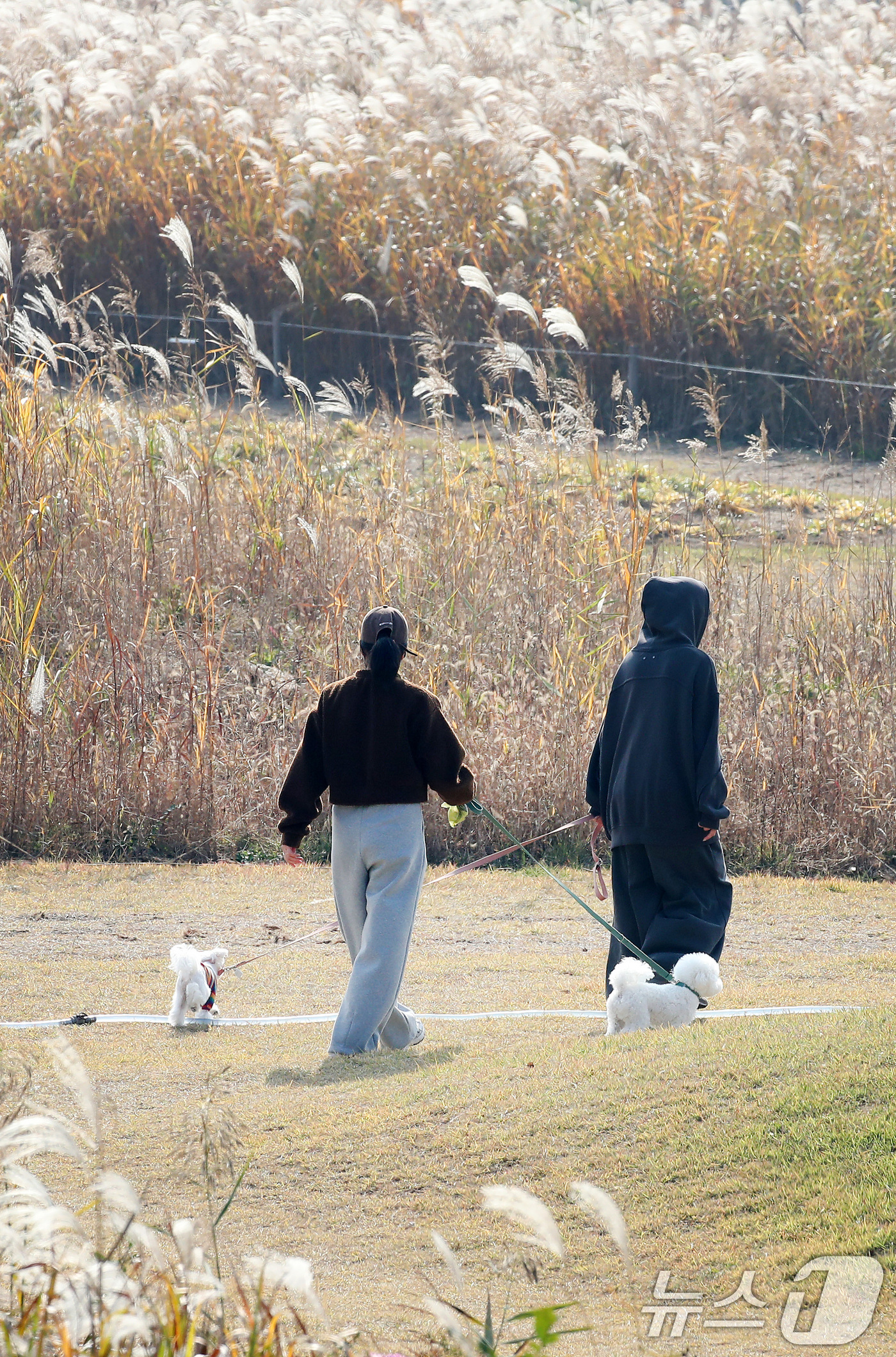 (대구=뉴스1) 공정식 기자 = 겨울이 시작된다는 절기 입동(立冬)인 7일 오후 대구 달성습지를 찾은 시민들이 반려견과 함께 억새 군락지 주변을 산책하고 있다. 2025.11.7/ …