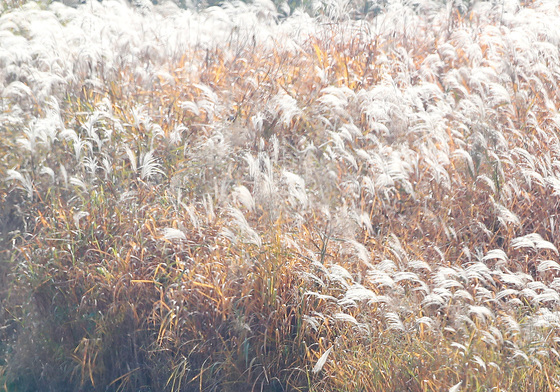 반려견과 함께 가을산책
