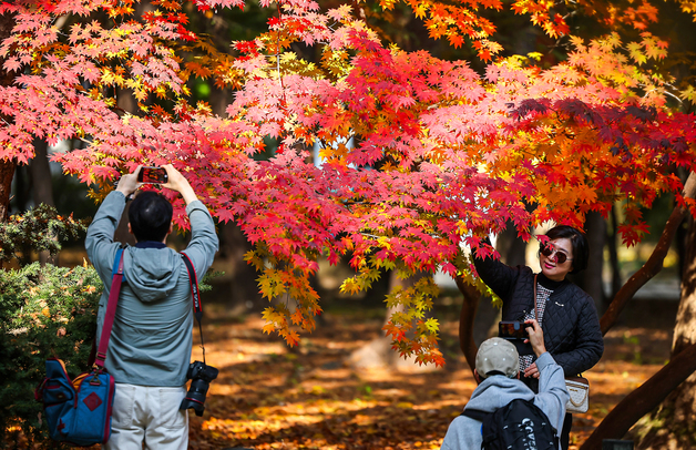 [뉴스1 PICK]절기상 '입동' 인데 포근한 가을…'단풍 절정'