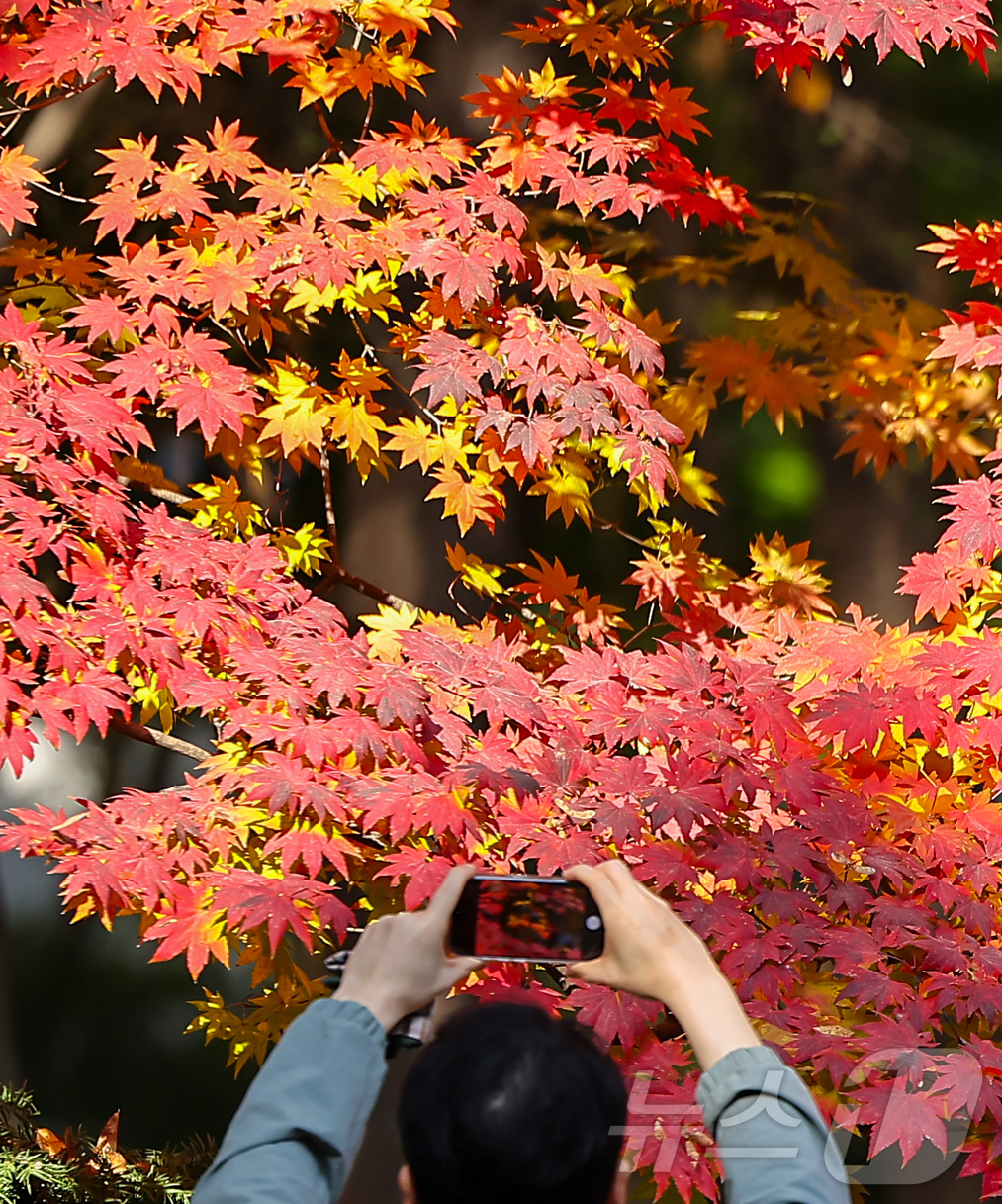 (서울=뉴스1) 김진환 기자 = 절기상 입동(立冬)인 7일 서울 종묘를 찾은 시민이 단풍과 함께 추억을 만들고 있다. 2025.11.7/뉴스1