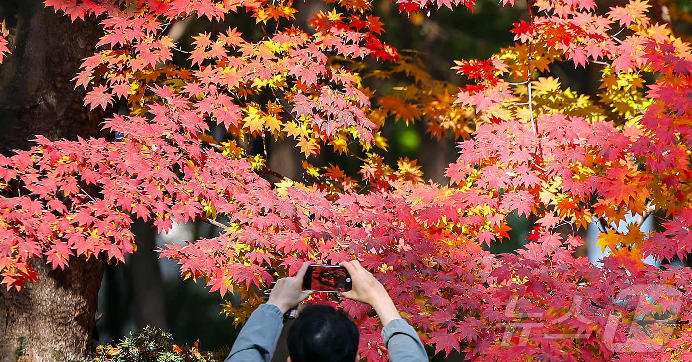 (서울=뉴스1) 김진환 기자 = 절기상 입동(立冬)인 7일 서울 종묘를 찾은 시민이 단풍과 함께 추억을 만들고 있다. 2025.11.7/뉴스1
