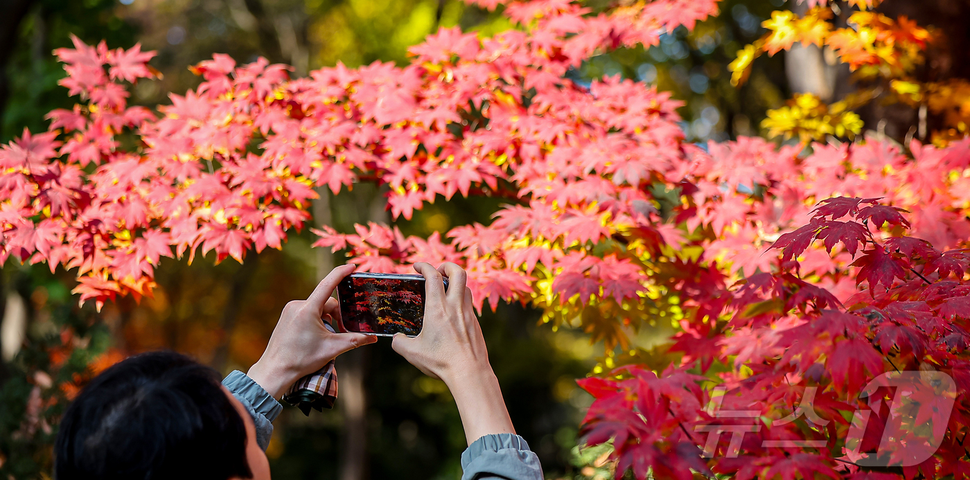 (서울=뉴스1) 김진환 기자 = 절기상 입동(立冬)인 7일 서울 종묘를 찾은 시민이 단풍과 함께 추억을 만들고 있다. 2025.11.7/뉴스1
