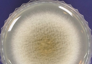 해양곰팡이서 선택적 항암 효소 발견…"부작용 줄일 것"