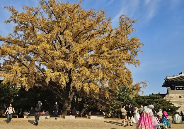 "올해도 예쁘네"…포근한 낮 기온에 경복·덕수궁 등 곳곳 '단풍객' 북적