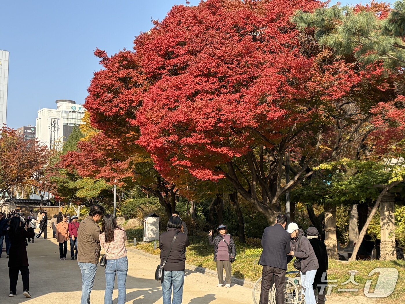 본문 이미지 - 7일 서울 중구 덕수궁에서 시민들이 단풍 사진을 찍고 있다./뉴스1 ⓒ News1 한수현 기자