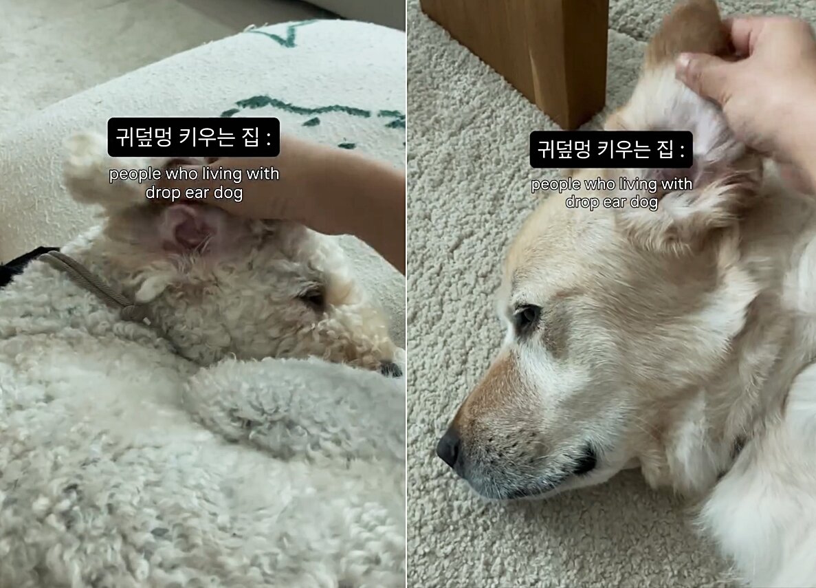 본문 이미지 - 귀가 덮여 있는 모습을 보지 못하는 보호자의 영상이 반려인들에게 공감을 얻었다(인스타그램 hammack.ieo 제공). ⓒ 뉴스1