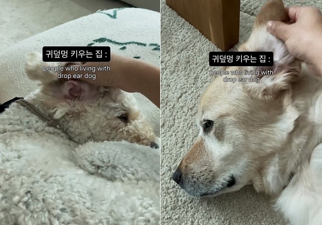 귀 뒤집는 게 일상?…반려인들 폭풍 공감 부른 '귀덮멍' 영상