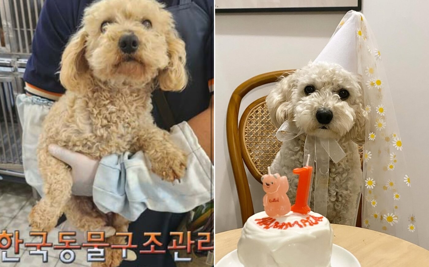 본문 이미지 - 안락사 전 구조된 해막이(인스타그램 hammack.ieo 제공) ⓒ 뉴스1