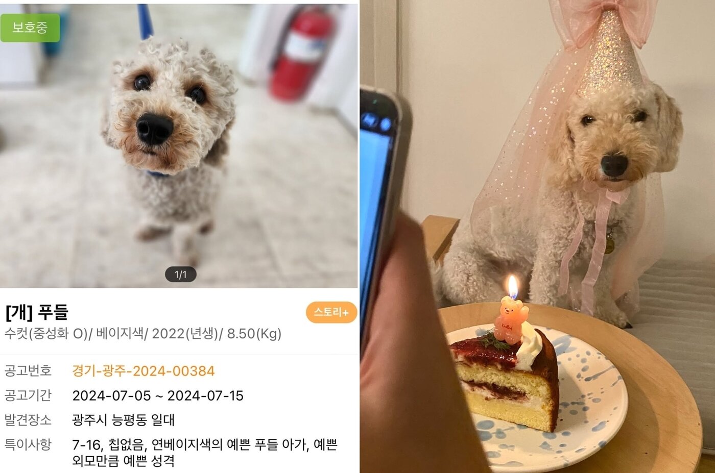 본문 이미지 - 보호자는 크기가 크다는 이유로 보호소에서 입양을 가지 못하고 있던 순진이를 해막이에 이어 둘째로 입양했다(인스타그램 hammack.ieo 제공). ⓒ 뉴스1