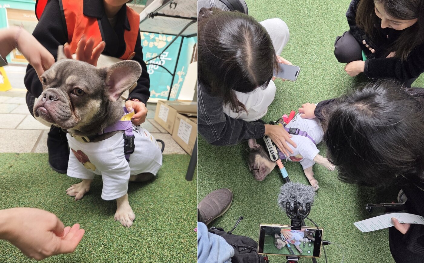 본문 이미지 - 발라당입양센터에서 보호 중인 강아지 '루이'. 입양 홍보를 위해 행사에 참석했다. ⓒ 뉴스1 한송아 기자