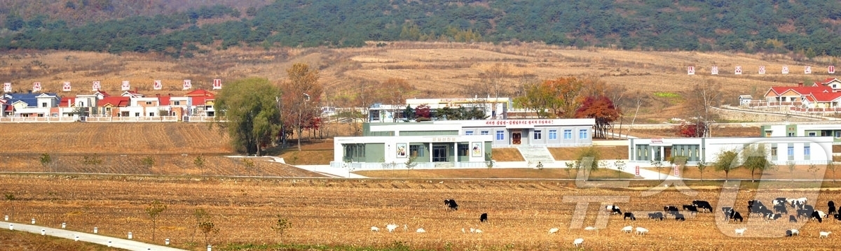 (평양 노동신문=뉴스1) = 북한 노동당 기관지 노동신문은 9일 "라선시에서 구룡평젖소염소목장에 공공건물들 새로 건설돼 준공식 진행됐다"고 보도했다. [국내에서만 사용가능. 재배포 …