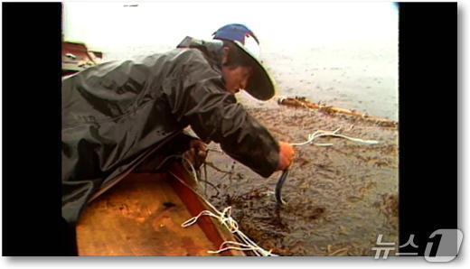 본문 이미지 - MBC강원영동 해양 다큐멘터리 &#39;꽁치풀-바다의 속삭임&#39;&#40;MBC강원영동 제공, 재판매 및 DB 금지&#41; 2025.11.9/뉴스1