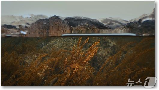 본문 이미지 - MBC강원영동 해양 다큐멘터리 &#39;꽁치풀-바다의 속삭임&#39;&#40;MBC강원영동 제공, 재판매 및 DB 금지&#41; 2025.11.9/뉴스1