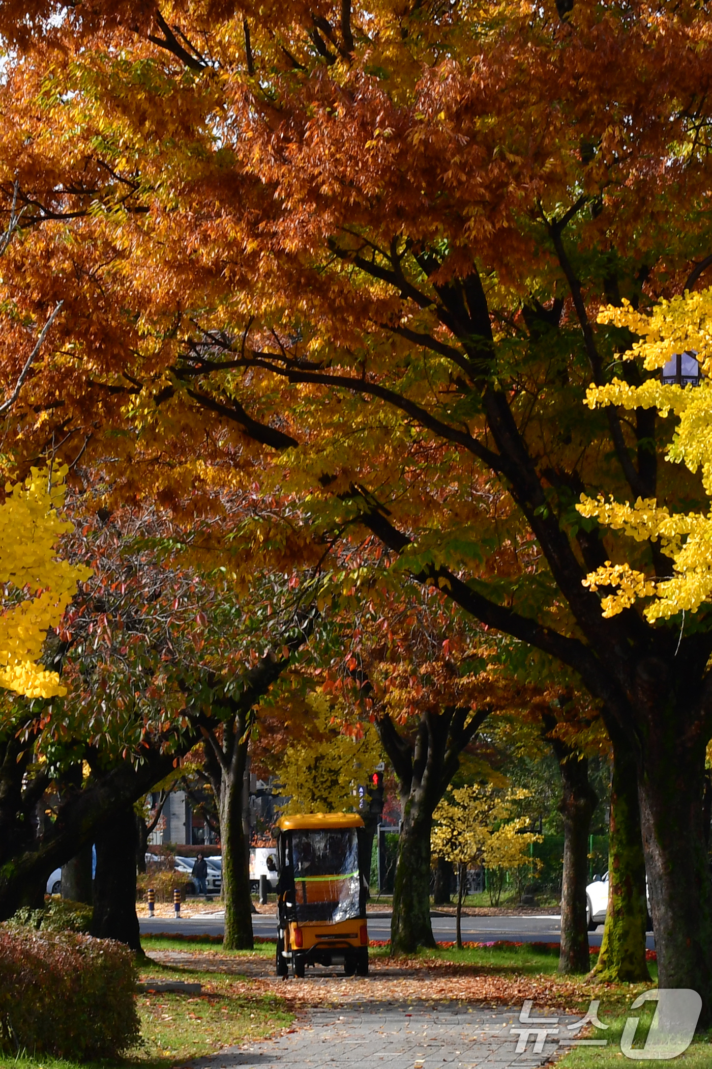 (경주=뉴스1) 최창호 기자 = 9일 경북 경주시 보문단지에서 관광객들이 탄 전동차가 낙엽을 밟으며 달리고 있다.  2025.11.9/뉴스1