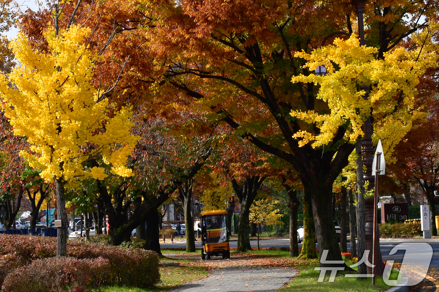 (경주=뉴스1) 최창호 기자 = 9일 경북 경주시 보문단지에서 관광객들이 탄 전동차가 낙엽을 밟으며 달리고 있다. 2025.11.9/뉴스1