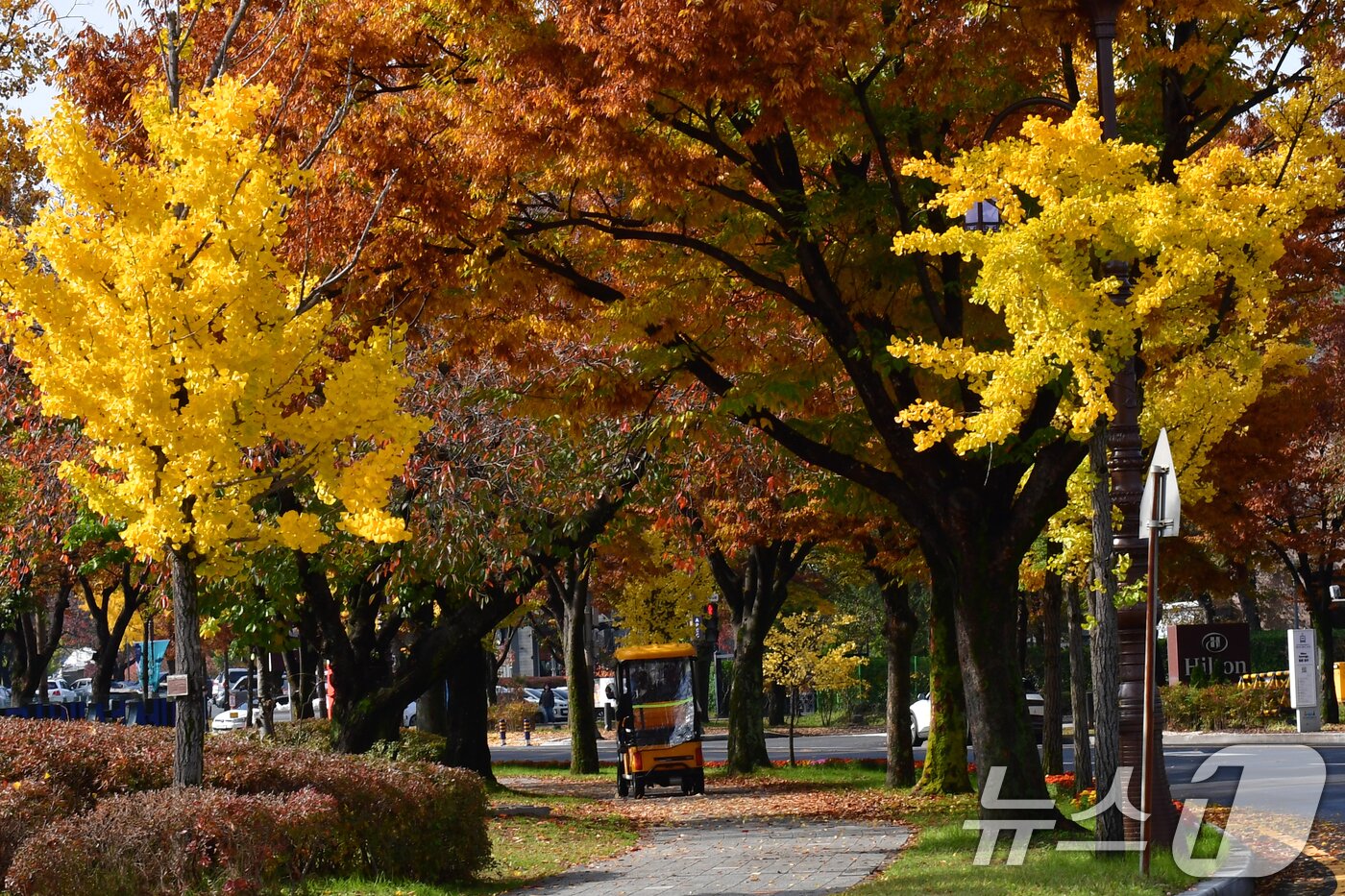 본문 이미지 - 9일 경북 경주시 보문단지에서 관광객들이 탄 전동차가 낙엽을 밟으며 달리고 있다. 2025.11.9/뉴스1 ⓒ News1 최창호 기자