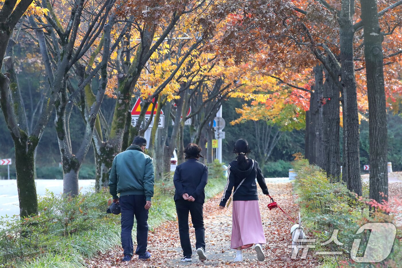 본문 이미지 - 비가 그치고 맑은 날씨를 보인 9일 오후 대구 수성구 대구스타디움을 찾은 시민들이 단풍과 낙엽이 조화를 이룬 산책로를 걷고 있다. 2025.11.9/뉴스1 ⓒ News1 공정식 기자