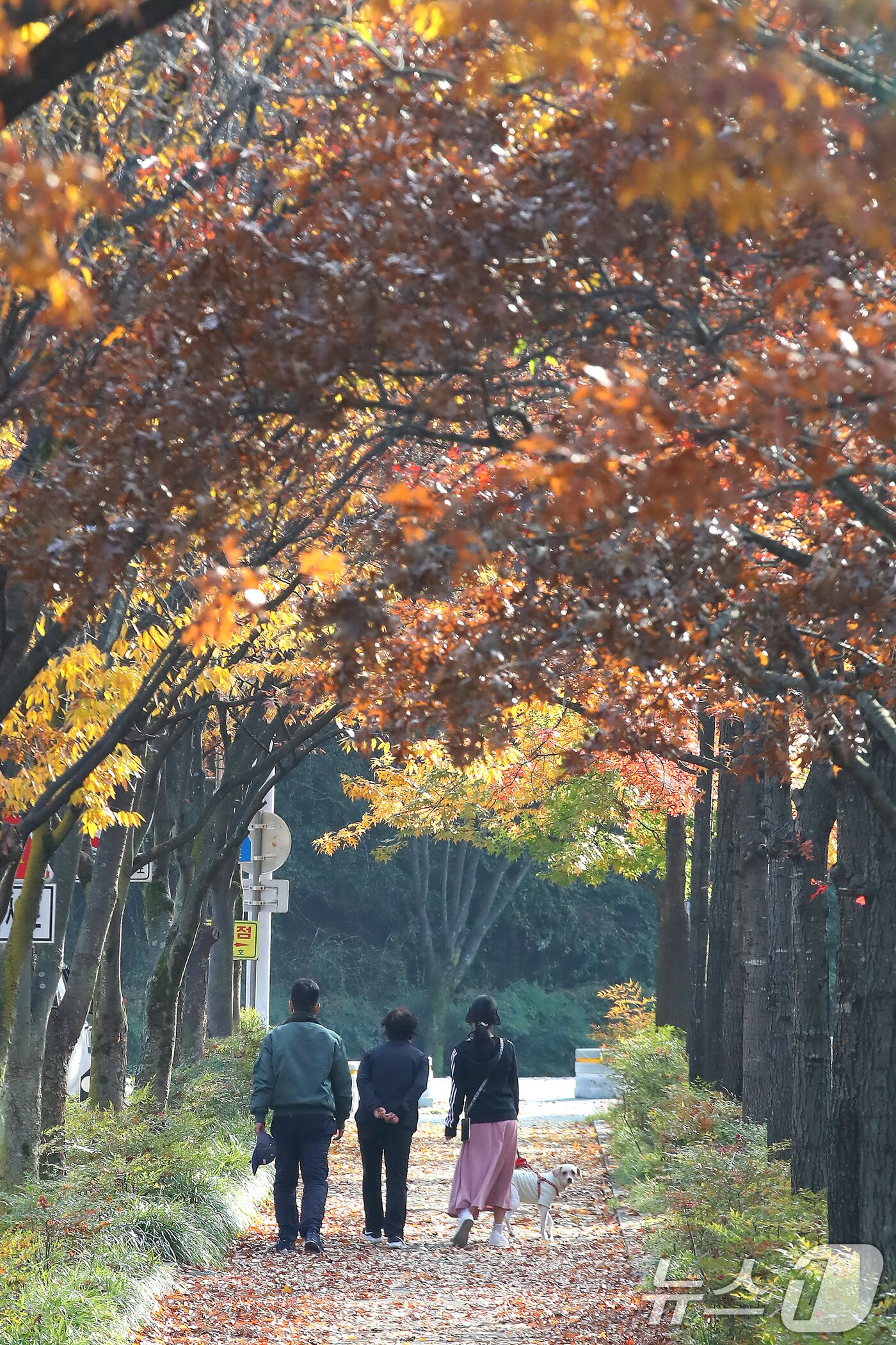 본문 이미지 - 비가 그치고 맑은 날씨를 보인 9일 오후 대구 수성구 대구스타디움을 찾은 시민들이 단풍과 낙엽이 조화를 이룬 산책로를 걷고 있다. 2025.11.9/뉴스1 ⓒ News1 공정식 기자