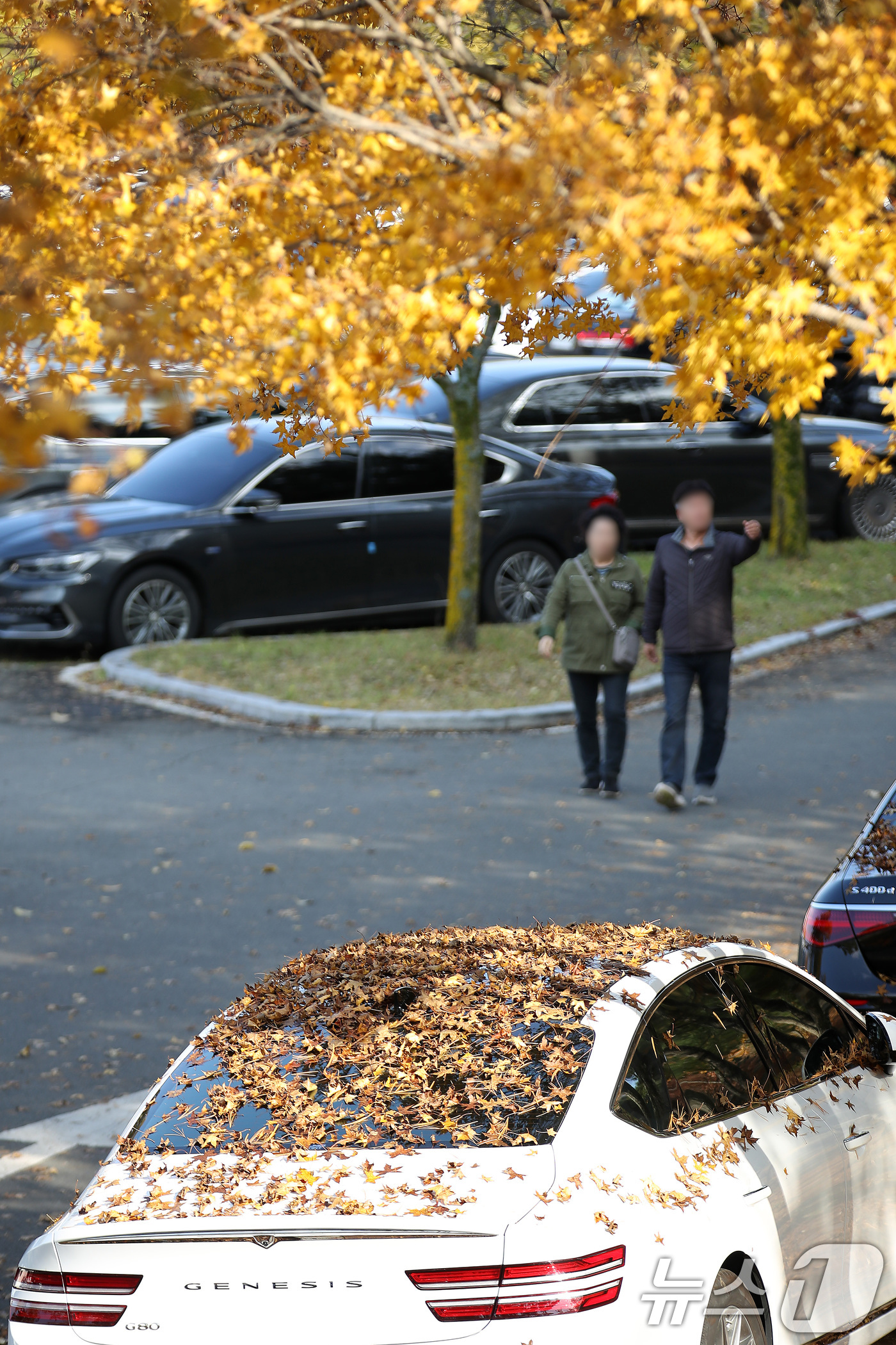 (대구=뉴스1) 공정식 기자 = 비가 그치고 맑은 날씨를 보인 9일 오후 대구 수성구 대구스타디움 산책로 옆 주차장에 주차된 차량 위에 낙엽이 소복이 쌓여 있다. 2025.11.9 …