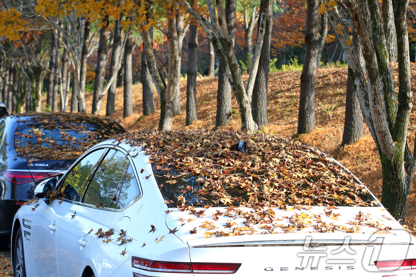 (대구=뉴스1) 공정식 기자 = 비가 그치고 맑은 날씨를 보인 9일 오후 대구 수성구 대구스타디움 산책로 옆 주차장에 주차된 차량 위에 낙엽이 소복이 쌓여 있다. 2025.11.9 …