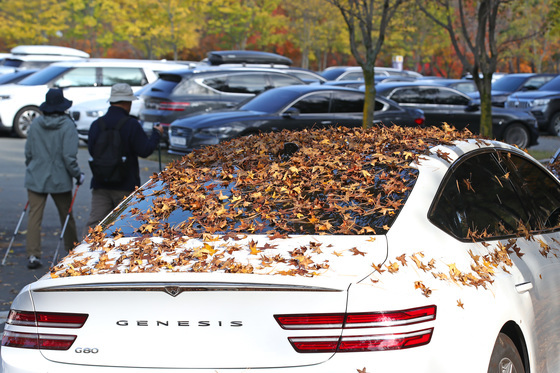 차량 위에 쌓인 낙엽