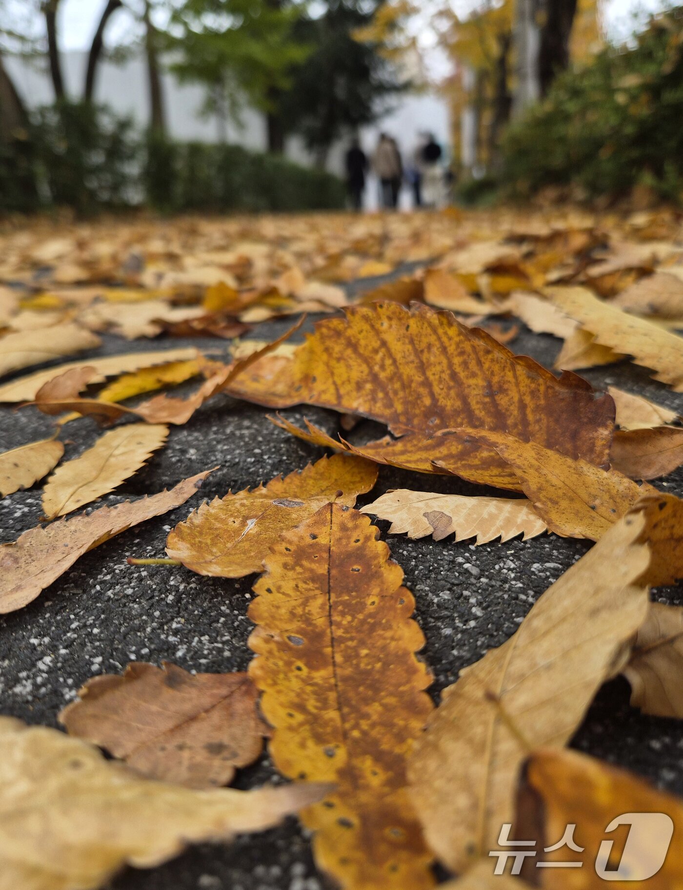 본문 이미지 - 완연한 가을 날씨를 보인 9일 전북 전주시 천서로에서 시민들이 낙엽을 밟으며 발걸음을 옮기고 있다. 2025.11.9/뉴스1 ⓒ News1 유경석 기자