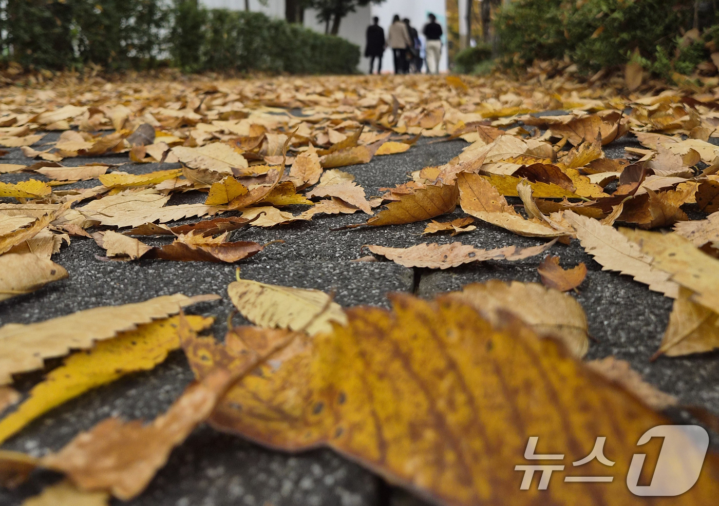 (전주=뉴스1) 유경석 기자 = 완연한 가을 날씨를 보인 9일 전북 전주시 천서로에서 시민들이 낙엽을 밟으며 발걸음을 옮기고 있다. 2025.11.9/뉴스1
