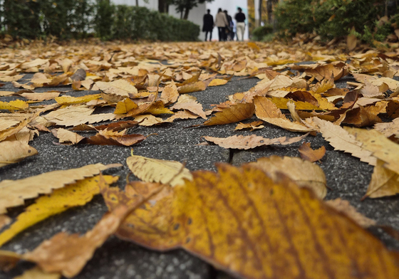 울산시, '전국 최초' 내 집 뒷산 낙엽끌기 추진…산불 예방