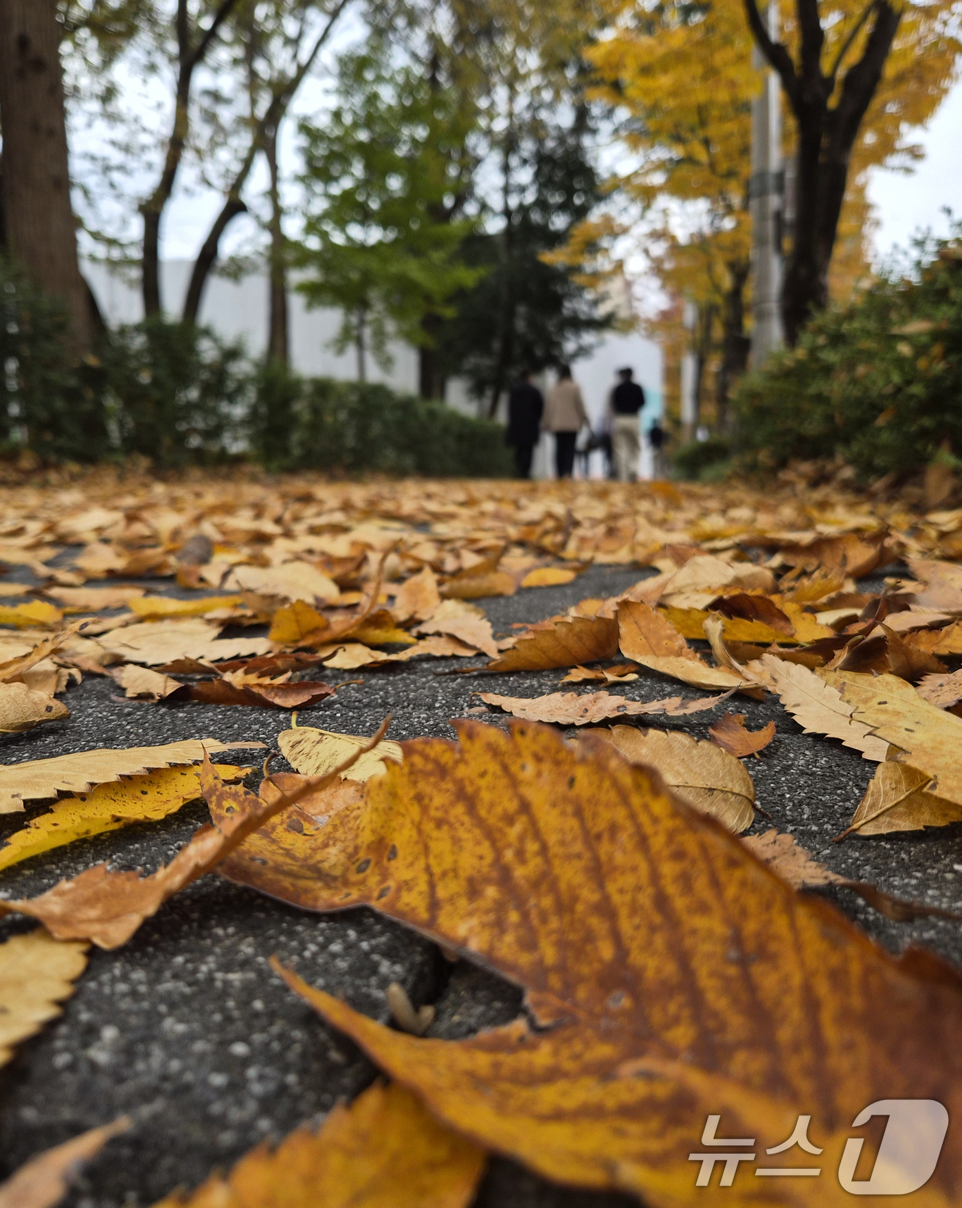 (전주=뉴스1) 유경석 기자 = 완연한 가을 날씨를 보인 9일 전북 전주시 천서로에서 시민들이 낙엽을 밟으며 발걸음을 옮기고 있다. 2025.11.9/뉴스1