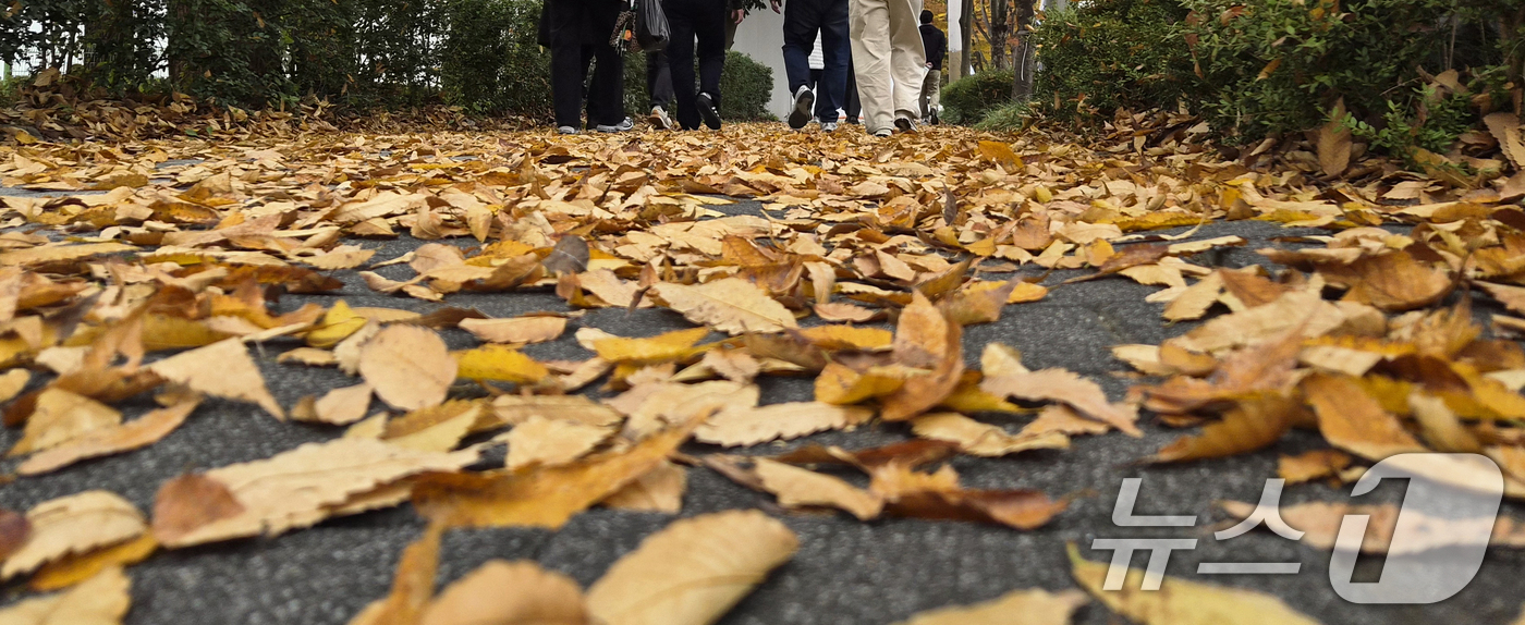 (전주=뉴스1) 유경석 기자 = 완연한 가을 날씨를 보인 9일 전북 전주시 천서로에서 시민들이 낙엽을 밟으며 발걸음을 옮기고 있다. 2025.11.9/뉴스1