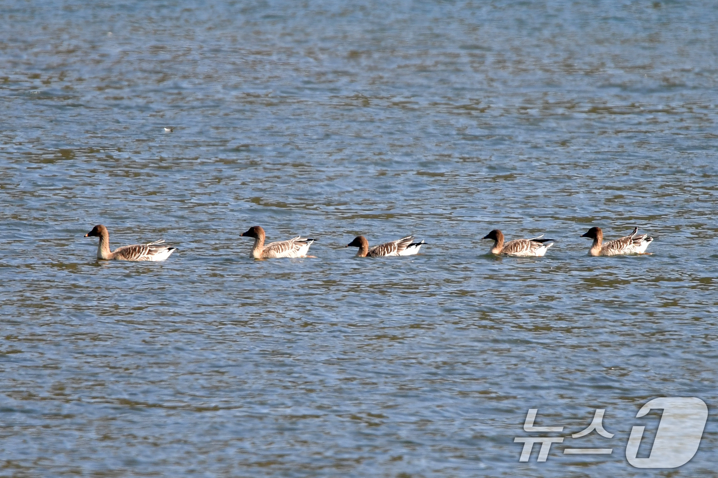 (경주=뉴스1) 최창호 기자 = 9일 경북 경주시 강동면 형산강에 모여든 겨울새인 큰기러기들이 먹잇감을 찾아 이동하고 있다. 2025.11.9/뉴스1