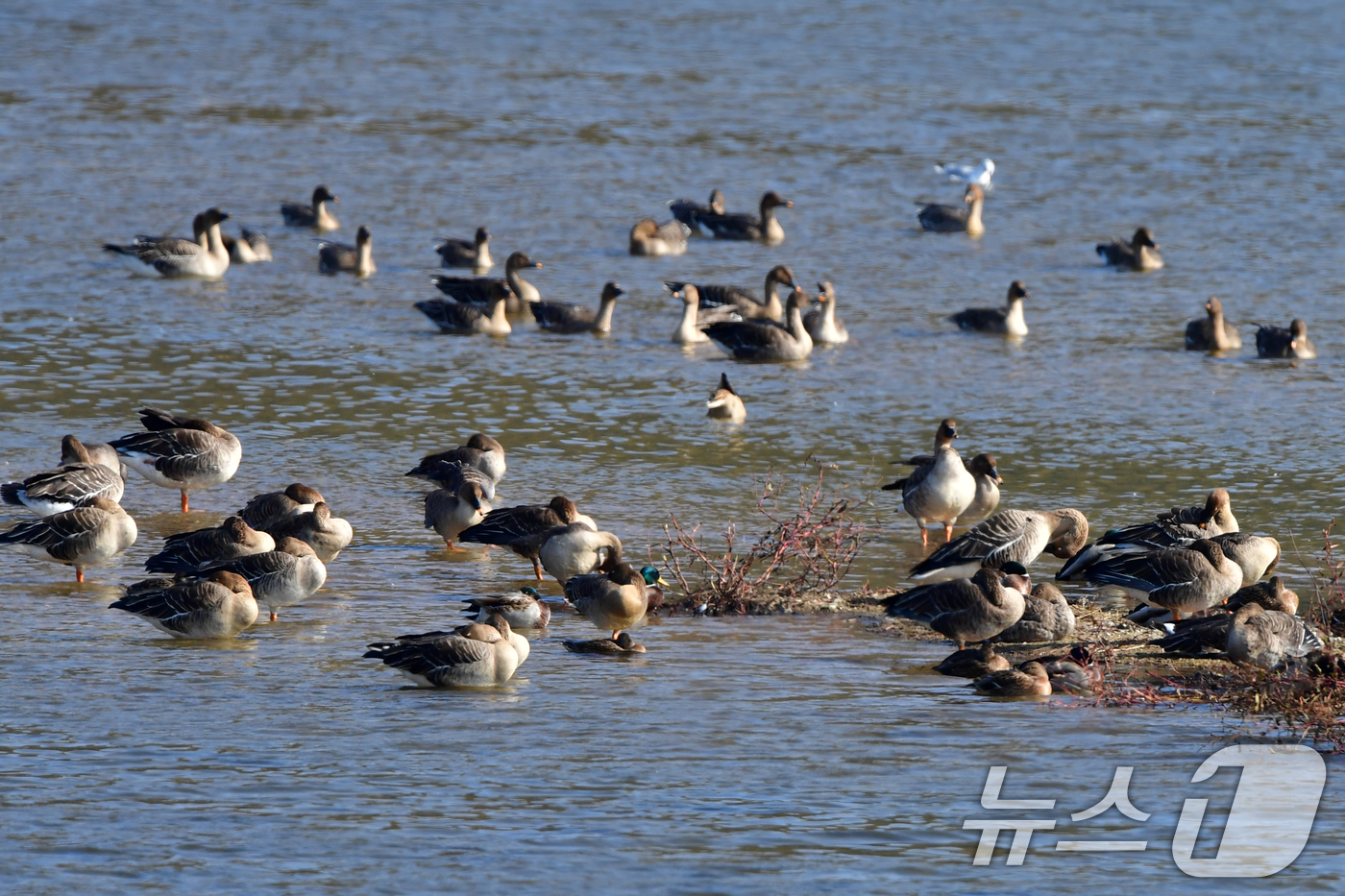 (경주=뉴스1) 최창호 기자 = 9일 경북 경주시 강동면 형산강에 모여든 겨울새인 큰기러기들이 먹잇감을 찾아 이동하고 있다. 2025.11.9/뉴스1