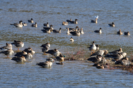 큰기러기들의 평온한 오후
