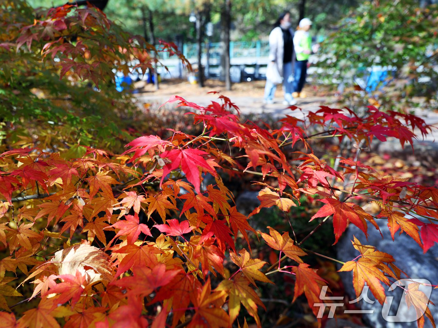 본문 이미지 - 온화한 가을 날씨를 보인 9일 오후 서울 종로구 인왕산 등산로에서 시민들이 단풍길을 산책하고 있다. 2025.11.9/뉴스1 ⓒ News1 황기선 기자