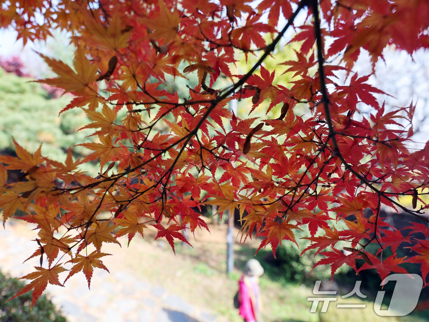 본문 이미지 - 온화한 가을 날씨를 보인 9일 오후 서울 종로구 인왕산 등산로에서 시민들이 단풍길을 산책하고 있다. 2025.11.9/뉴스1 ⓒ News1 황기선 기자
