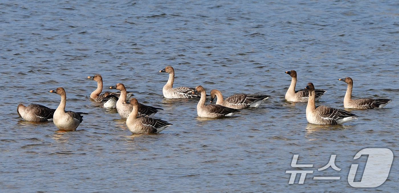(경주=뉴스1) 최창호 기자 = 9일 경북 경주시 강동면 형산강에 모여든 겨울새인 큰기러기들이 먹잇감을  찾아 이동하고 있다. 2025.11.9/뉴스1
