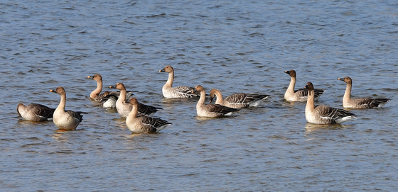 겨울 진객 찾아온 형산강