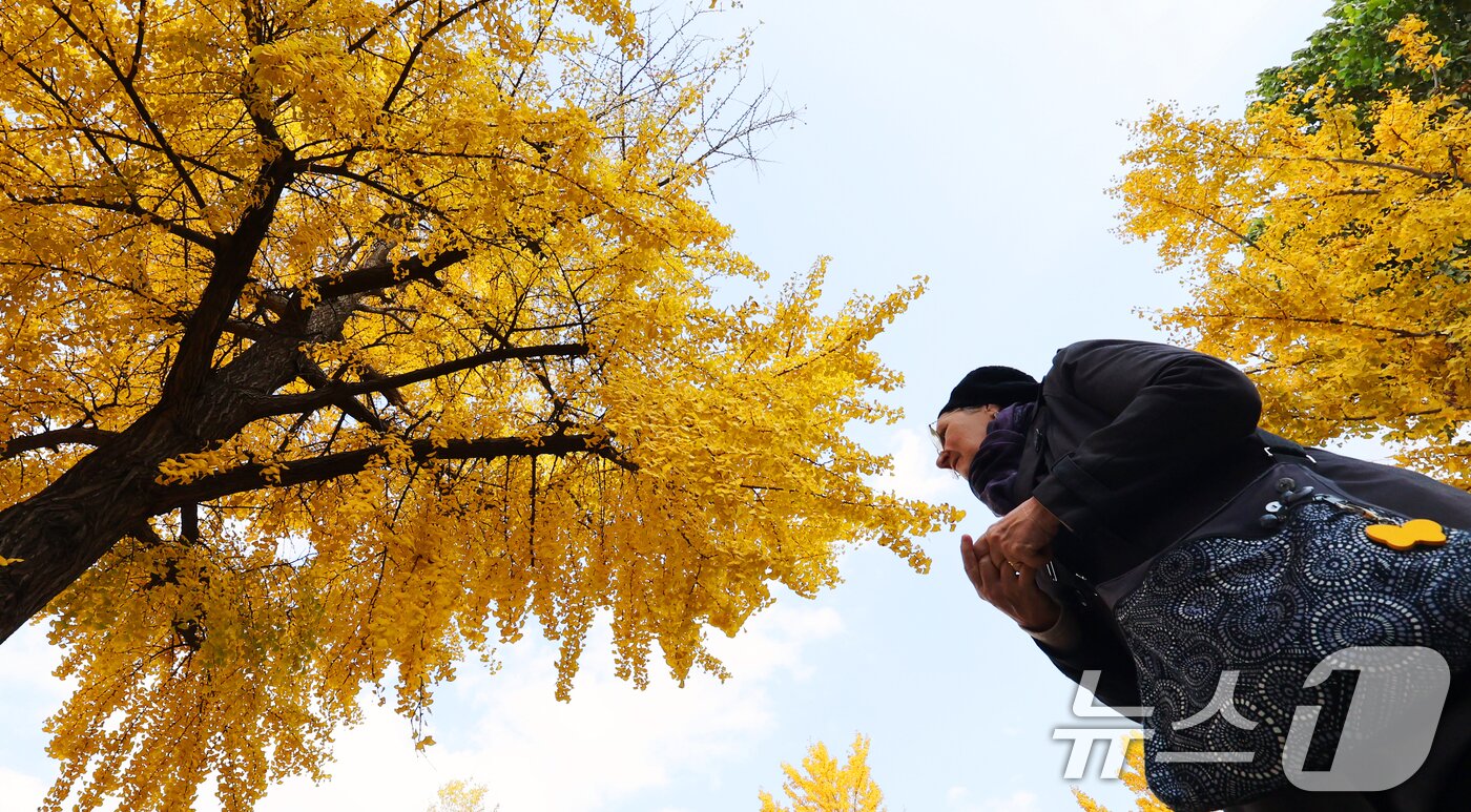 본문 이미지 - 온화한 가을 날씨를 보인 9일 오후 서울 종로구 효자로에서 외국인 관광객과 시민들이 노랗게 물든 은행나무와 함께 즐거운 시간을 보내고 있다. 2025.11.9/뉴스1 ⓒ News1 황기선 기자