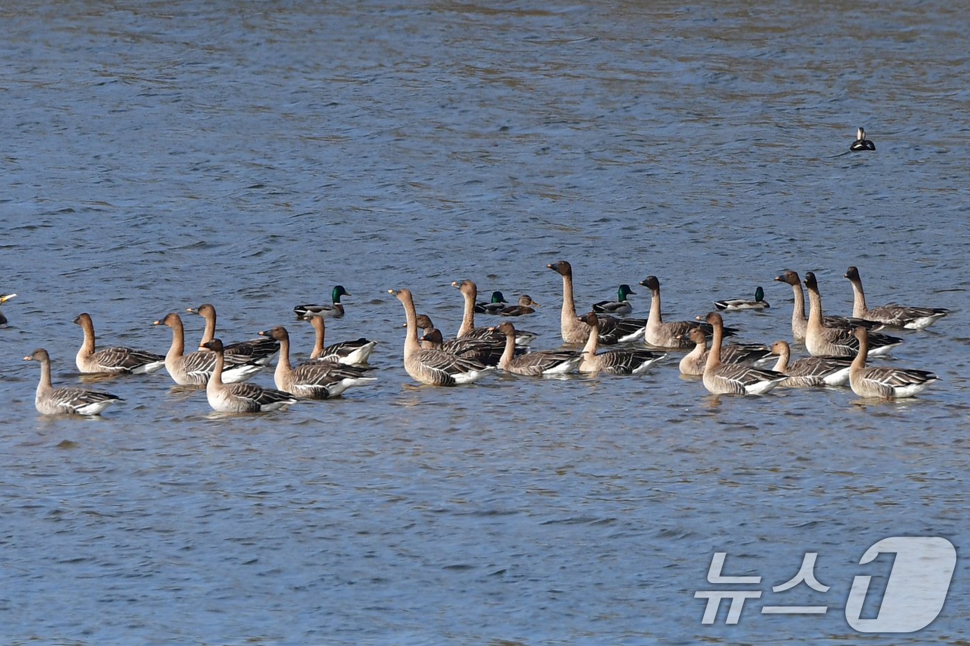 (경주=뉴스1) 최창호 기자 = 9일 경북 경주시 강동면 형산강에 모여든 겨울새인 큰기러기들이 먹잇감을  찾아 이동하고 있다. 2025.11.9/뉴스1