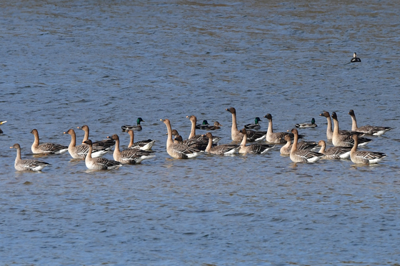 목이 긴 큰기러기
