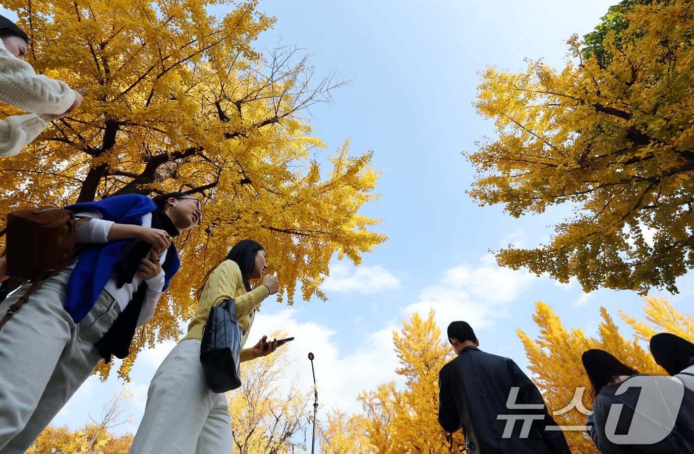 본문 이미지 - 온화한 가을 날씨를 보인 9일 오후 서울 종로구 효자로에서 외국인 관광객과 시민들이 노랗게 물든 은행나무와 함께 즐거운 시간을 보내고 있다. 2025.11.9/뉴스1 ⓒ News1 황기선 기자